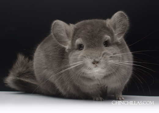 Feature Image for Mutation Hybrid Chinchillas